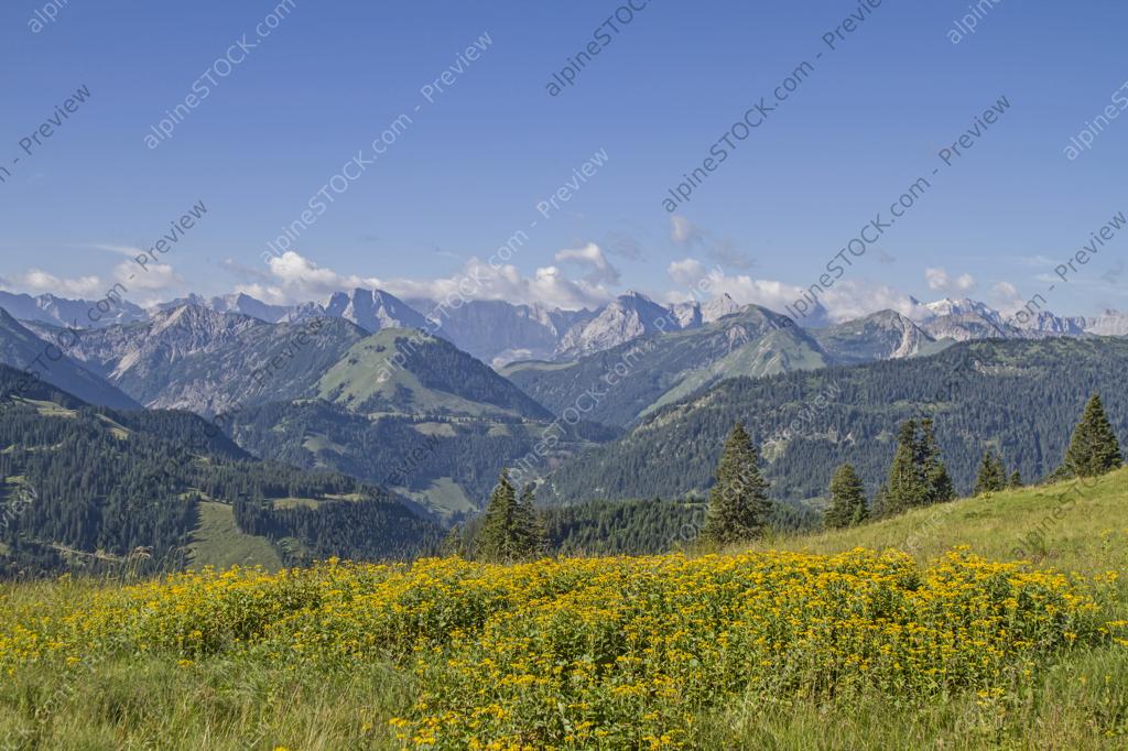 image preview